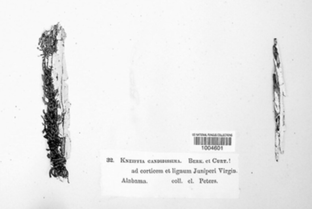 Schizoporaceae image
